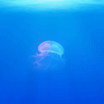 The Gunman who open fire at the gilroy